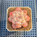 Echeveria 'Secret' Jelly Type 2" Succulent Plant Cutting
