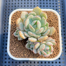 Graptoveria ‘A Grimm One’ 2" Succulent Plant Cutting
