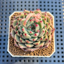 Echeveria 'Ballad' 2" Succulent Plant Cutting