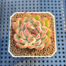Echeveria Pulidonis Variegated 1"-2" Succulent Plant Cutting