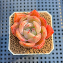 Echeveria 'Orange Champaign' 1"-2" Succulent Plant Cutting