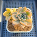 Graptoveria 'Grand Palace' Variegated 3"-4" Succulent Plant Cutting