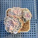 Echeveria 'Rio Heart' 2" Succulent Plant Cutting