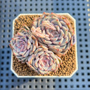 Echeveria 'Rio Heart' 2" Succulent Plant Cutting