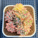 Echeveria 'Mebina' Variegated 3" Cluster Succulent Plant Cutting