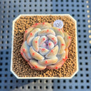 Echeveria 'Orange Monroe 2" Succulent Plant Cutting