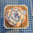 Echeveria 'Orange Monroe 2" Succulent Plant Cutting