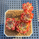 Echeveria 'Spectra' 2"-3" New Hybrid Succulent Plant Cutting