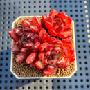 Echeveria 'Meridian' 2" Succulent Plant Cutting