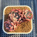 Echeveria 'Marry Me' 3" Succulent Plant Cutting