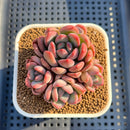 Echeveria 'Marry Me' 3" Succulent Plant Cutting
