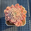 Sedeveria 'Pink Ruby' Variegated 2" Succulent Plant Cutting