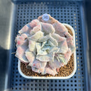 Echeveria Pollux 3" Monstrose (AKA 'Scarlet Witch') Succulent Plant Cutting