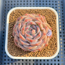 Echeveria 'Lilac Perfume' 2" Succulent Plant Cutting