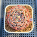 Echeveria 'Lilac Perfume' 2" Succulent Plant Cutting