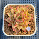 Echeveria 'Espina' 2" New Hybrid Succulent Plant Cutting