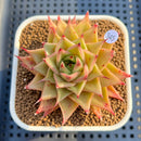Echeveria 'Espina' 2" New Hybrid Succulent Plant Cutting