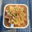 Echeveria 'Espina' 2" New Hybrid Succulent Plant Cutting