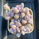 Graptopetalum 'Moonstone' 5" Large Cluster Succulent Plant Cutting