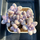 Graptopetalum 'Moonstone' 5" Large Cluster Succulent Plant Cutting