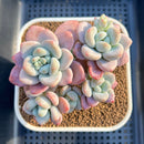 Graptoveria 'Angel Freesia' 3" Succulent Plant Cutting