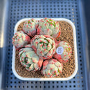 Echeveria 'Nanahukumini' 3" Succulent Plant Cutting