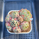 Echeveria 'Nanahukumini' 3" Succulent Plant Cutting