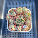 Echeveria 'Nanahukumini' 3" Succulent Plant Cutting