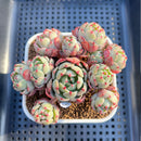 Echeveria 'Nanahukumini' 3" Succulent Plant Cutting