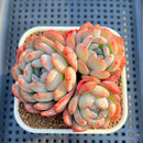 Echeveria 'Starmark' 3" Cluster Succulent Plant Cutting