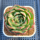 Echeveria sp. 2" Succulent Plant Cutting