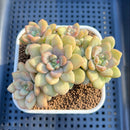 Echeveria 'Pouring Sugar' 3"-4" Succulent Plant Cutting