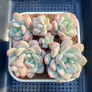 Pachyveria 'Japanese Rusby' 3"-4" Succulent Plant Cutting