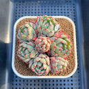 Echeveria 'Nanahukumini' 3" Succulent Plant Cutting
