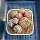 Echeveria 'Nanahukumini' 3" Succulent Plant Cutting