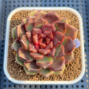 Echeveria 'Black Pearl' 2"-3" Succulent Plant Cutting