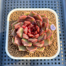 Echeveria 'Black Pearl' 2"-3" Succulent Plant Cutting