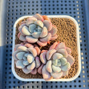 Graptoveria 'Amor Fati' 3" Succulent Plant Cutting