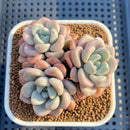 Graptoveria 'Amor Fati' 3" Succulent Plant Cutting