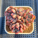 Echeveria 'Marry Me' 3" Succulent Plant Cutting
