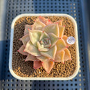 Echeveria 'Madiba' Carunculated 2" Succulent Plant Cutting