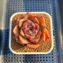 Echeveria Agavoides 'Space Rose' 2" Succulent Plant Cutting