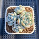 Echeveria 'Icy Green' 2"-3" Cluster Succulent Plant Cutting