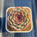 Echeveria 'Coralia' 3"-4" Succulent Plant Cutting