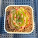 Echeveria 'Monroe Chanel' 2" Succulent Plant Cutting