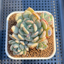 Graptoveria ‘A Grimm One’ 2" Succulent Plant Cutting