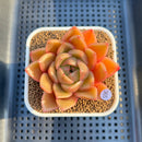 Echeveria 'Biella' (Type B) 2" Succulent Plant Cutting