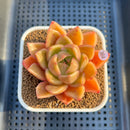 Echeveria 'Biella' (Type B) 2" Succulent Plant Cutting