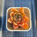 Echeveria 'Biella' (Type B) 2" Succulent Plant Cutting