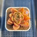 Echeveria 'Biella' (Type B) 2" Succulent Plant Cutting